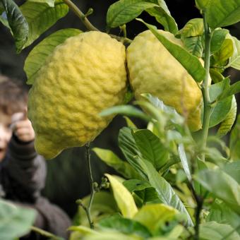 Mother holding boy pointing at a citron fruit on a tree